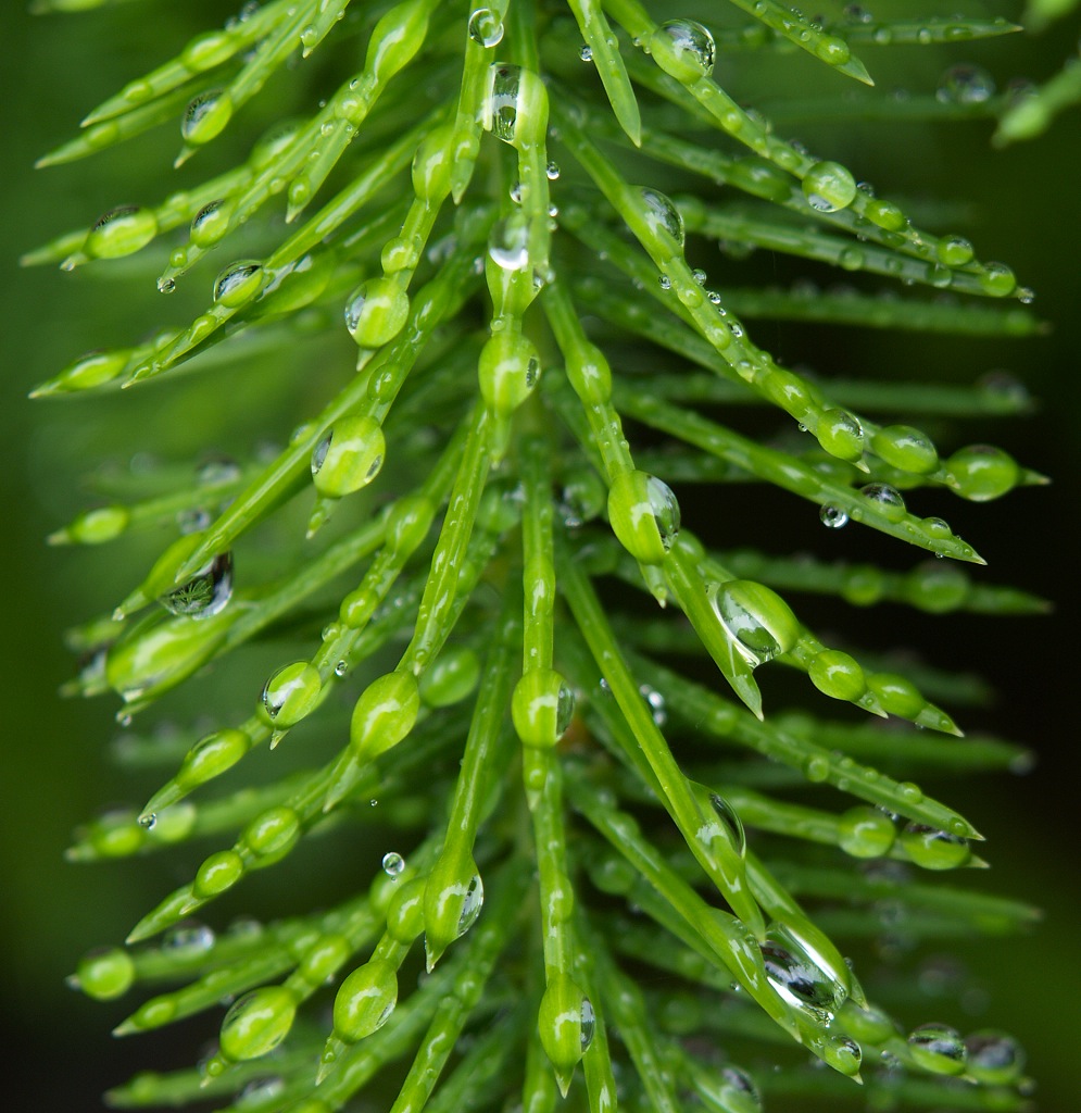 Spruce Needles